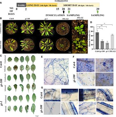 GIGANTEA supresses wilt disease resistance by down-regulating the jasmonate signaling in Arabidopsis thaliana
